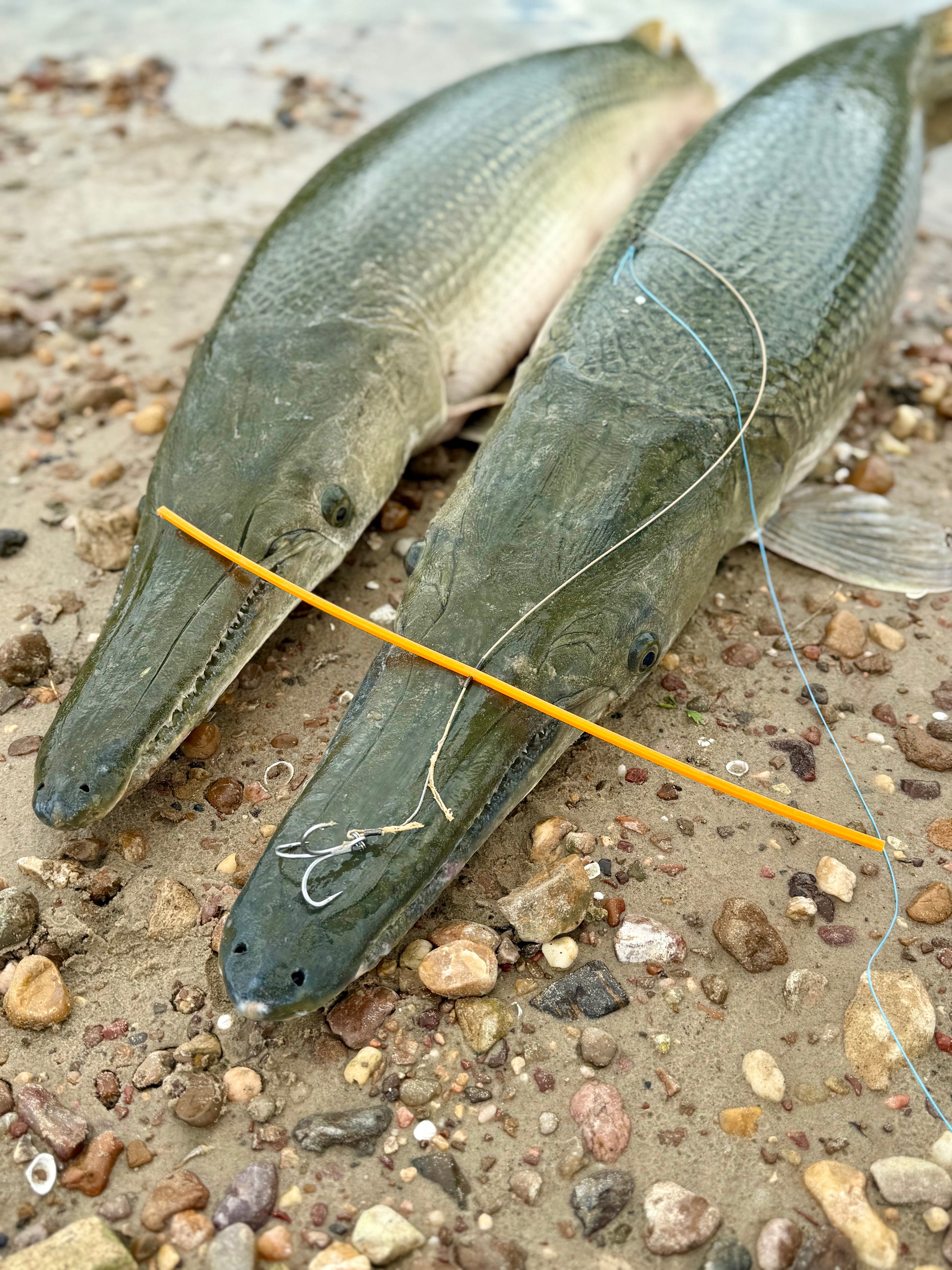 GarSaver Alligator Gar Rig